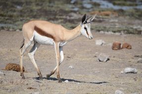 gazelle in wilderness