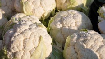harvest of white cauliflower