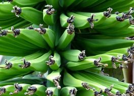 bananas on a bush