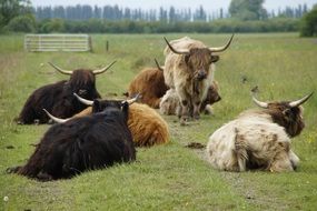 herd of cattle on a meadow