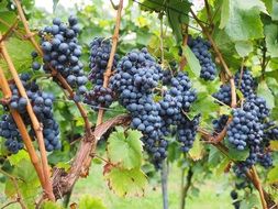 A lot of blue grapes grow on the wine berries tree