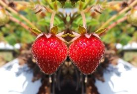 red delicious strawberries