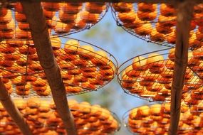 persimmons drying on gris