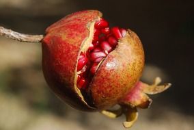 cracked ripe pomegranate on a branch