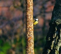 feeding tits in the garden