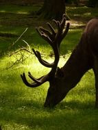 red deer grazing