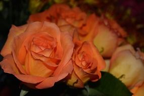 bouquet of delicate orange roses