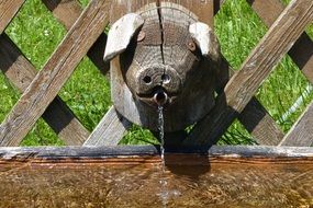 Photo of wooden pig's head on a fence