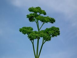 small green sprig of parsley