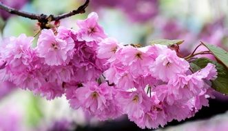 oriental blooming tree branch