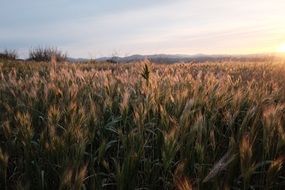 wheat field under warm sunlight