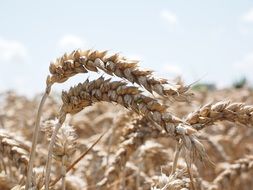 wheat ears in field