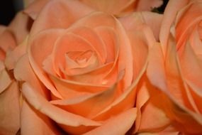 perfect beauty wildflower flower roses macro