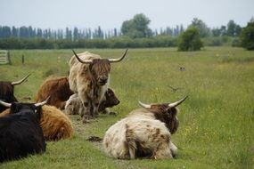 herd of cattle on a pasture