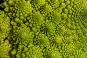 Romanesco broccoli is an edible flower bud of the species Brassica oleracea