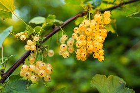 currant white on a branch close-up on a blurred background