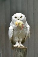 white owl near the wall