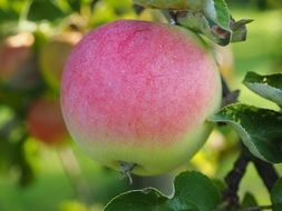 beautiful apple