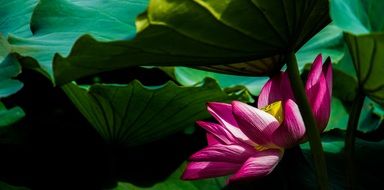 pink lotus among green leaves