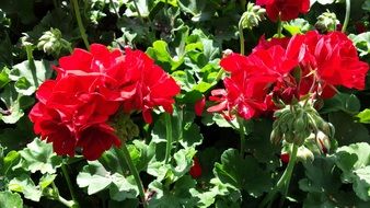 beautiful red flowers