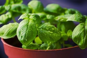 basil herbs food