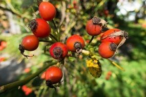 rose hip closeup