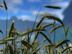 green wheat spikes in summer