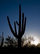 high cactus at sunset