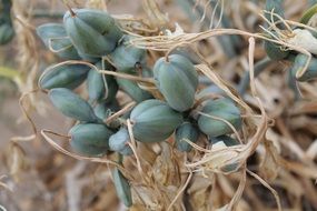 seeds in the capsules