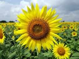 field of yellow sunflowers in India