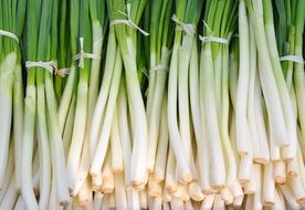 bunches of green onions on the counter