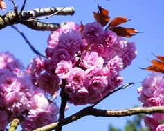 flowering fruit trees