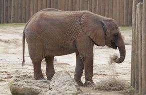 small elephant in the zoo