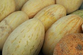 Yelloy melon market summer harvest fruit