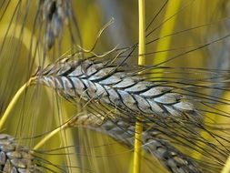 emmer, wheat with bearded ears and spikelets that each contain two grains