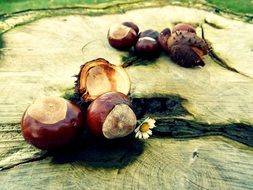 tasty chestnut autumn