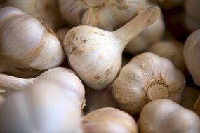 garlic cloves close up