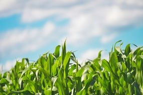 young corn cuts and clouds in sky