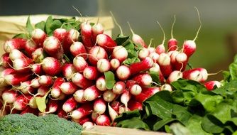 radish as a spring vitamins