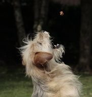 dog eat