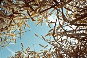 wheat field under blue sky