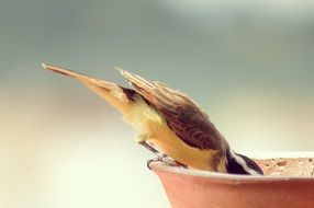 bird is drinking a water