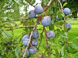 blue ripe plums on a branch