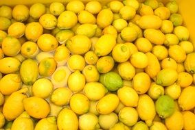 lemons ,sorrento, italy, preparing of limoncello