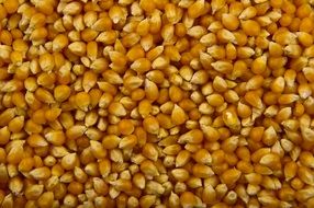 food popcorn