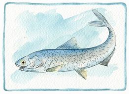 clipart of the blue fish image