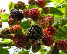 unripe blackberries