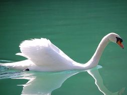 swan as a swimming bird