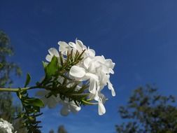 blue sky floral
