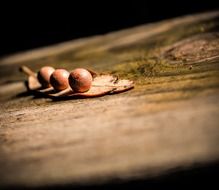 bean grains on a wooden board